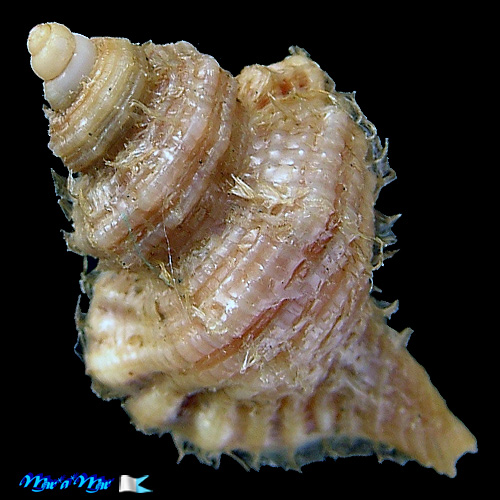 Alternative view of Cabestana felipponei (Ihering, 1907)