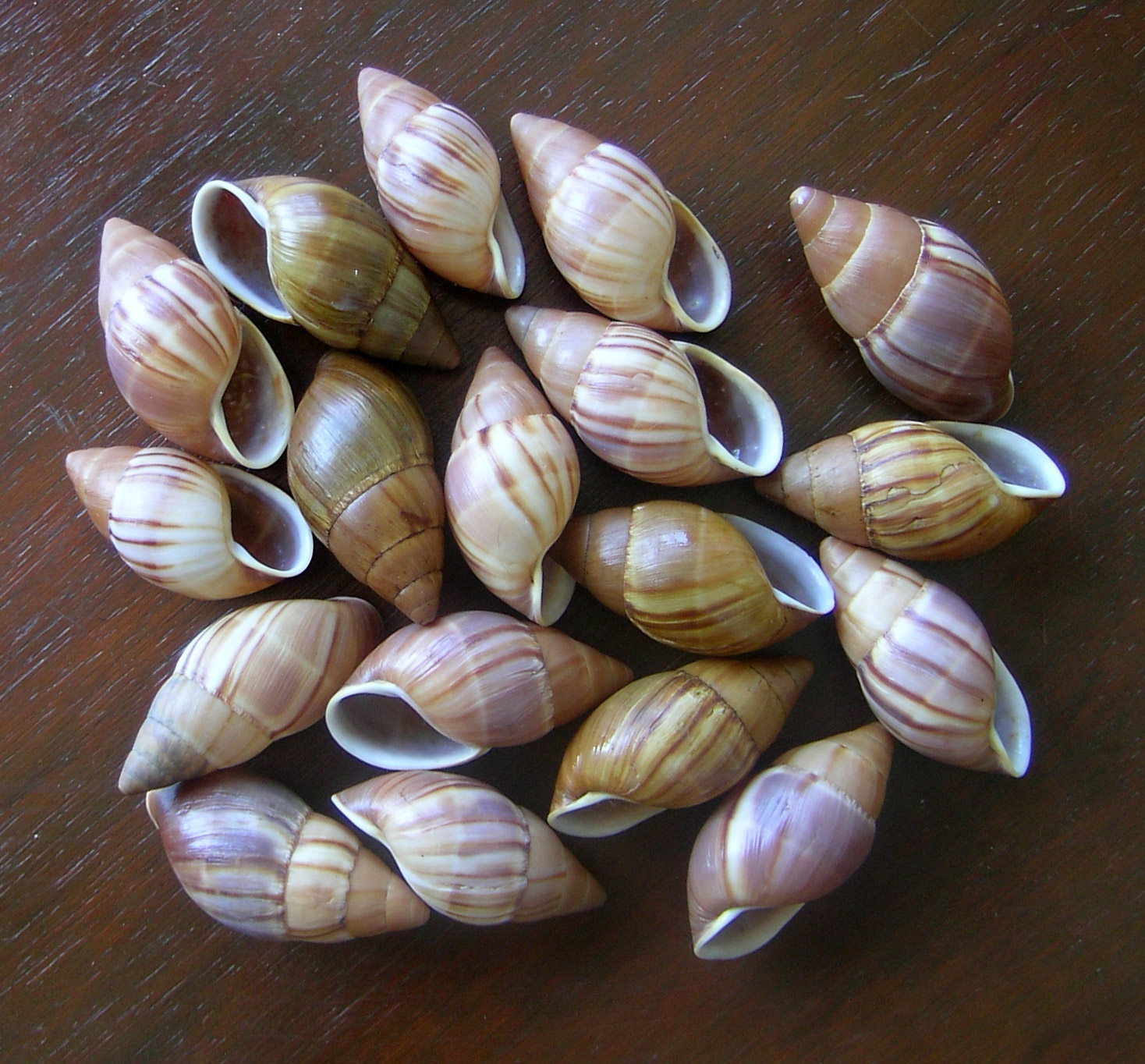 Thaumastus largillierti consimilis (Reeve, 1848)