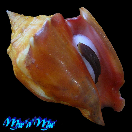 Strombus pugilis worki Linnaeus, 1758