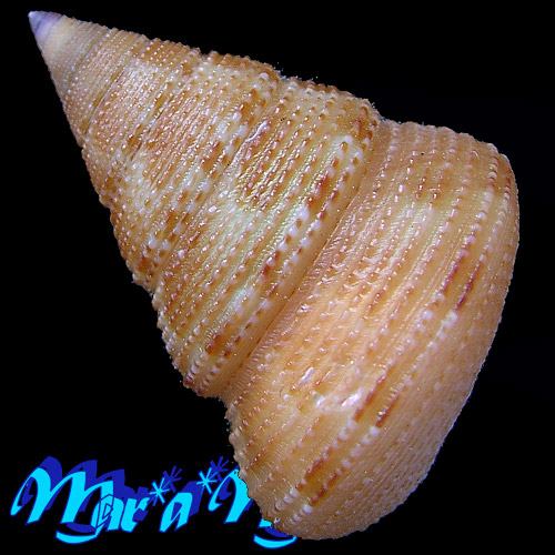 Calliostoma moscatelli Quinn, 1992. - Imagem 2