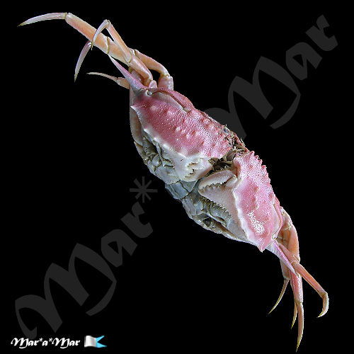 Acanthocarpus alexandrii (Stimpson, 1871) - Imagem 3