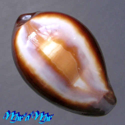 Cypraea onyx Linnaeus, 1758