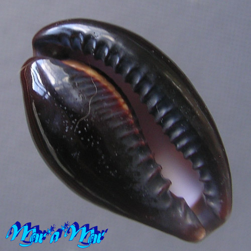 Alternative view of Cypraea onyx Linnaeus, 1758