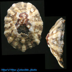 Colisella subrugosa (Orbigny, 1846)