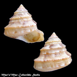 Calliostoma rota Quinn, 1992