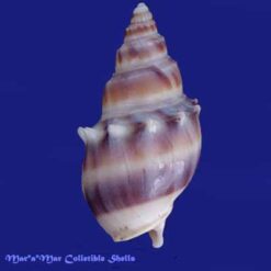 Dorsanum moniliferum (Valenciennes, 1834)