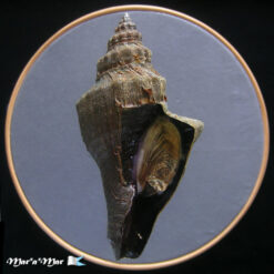 Pugilina tupiniquim Abbate & Simone, 2015