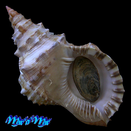 Charonia marylenae Petuch & Berschauer, 2020