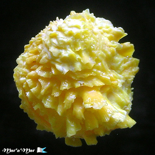 Chama macerophylla (Gmelin, 1791)