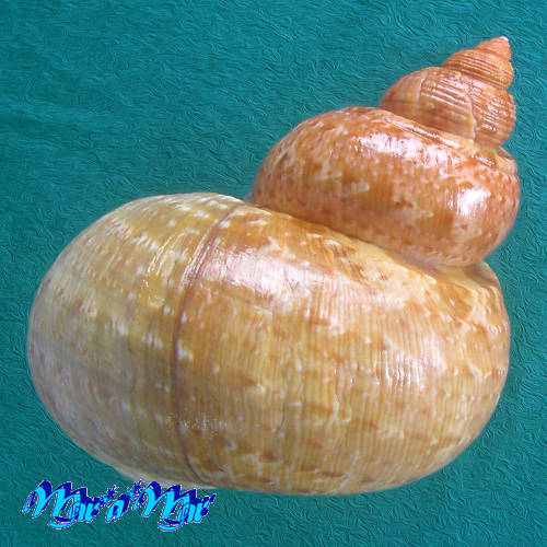 Turbo canaliculatus Hermann, 1781 - Imagem 2