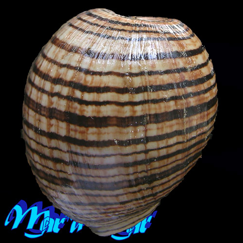 Alternative view of Hydatina vesicaria (Lightfoot, 1786)