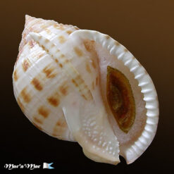Semicassis granulatum  Gmelin, 1791