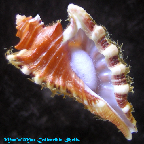 Cymatium femorale (Linnaeus, 1758)