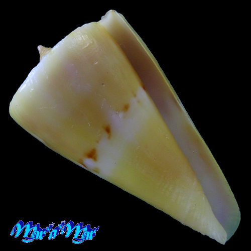 Conus riosi Petuch, 1986