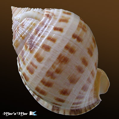 Semicassis granulatum Gmelin, 1791 - Imagem 2