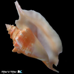 Strombus gallus Linnaeus, 1758