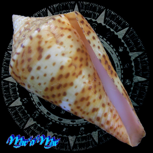 Conus delesertii Recluz, 1842 (Conasprella)