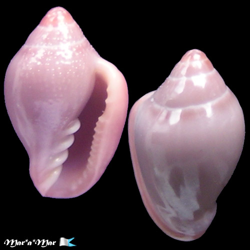 Eratoidea hematita (Kiener, 1834)