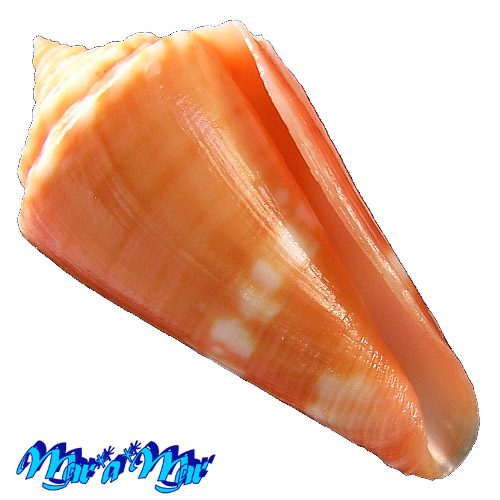 Conus carioca Petuch, 1986