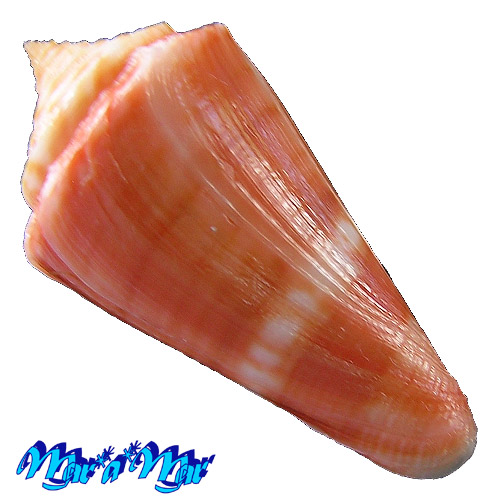 Alternative view of Conus carioca Petuch, 1986