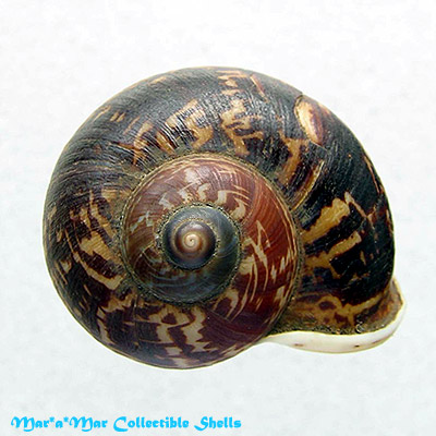 Alternative view of Cyclophorus cf. exaltatus (Pfeiffer, 1842)