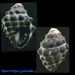 Morula granulata Duclos, 1832