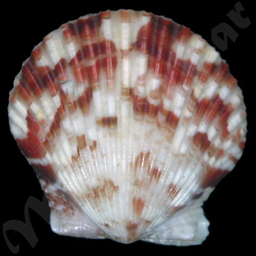 Argopecten gibbus Linaeus, 1758