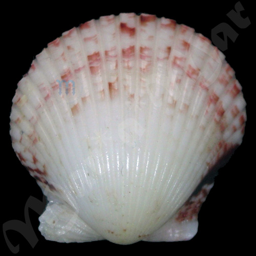 Argopecten gibbus Linaeus, 1758 - Imagem 2