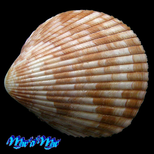 Alternative view of Trachycardium pristipleura (Dall, 1901)