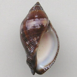Nassa francolina Bruguiere, 1789