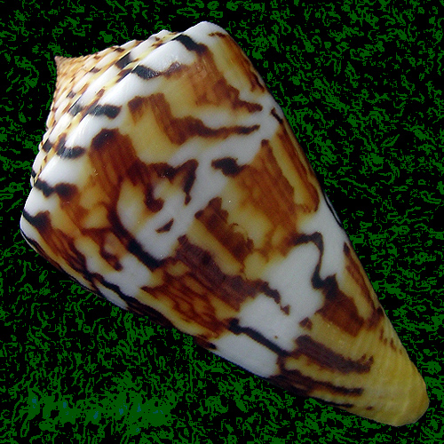 Conus centurio Born, 1778 - Imagem 2