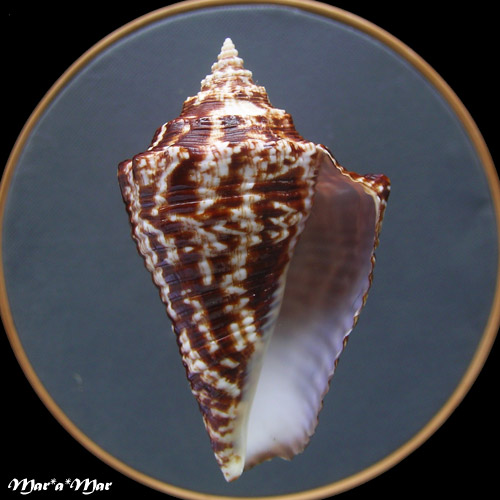 Lobatus (Strombus) goliath Schröter, 1805