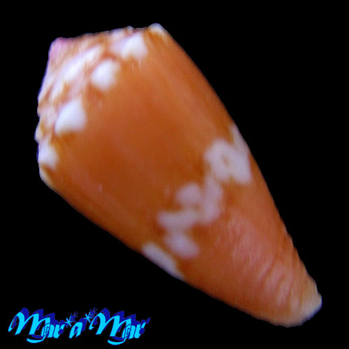 Alternative view of Conus pseudocardinalis Coltro, 2004