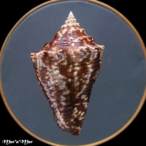 Lobatus (Strombus) goliath Schröter, 1805 - Image 2