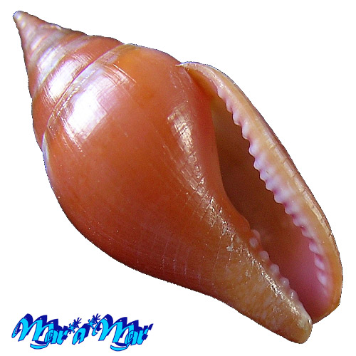 Columbella costa Simone, 2007*