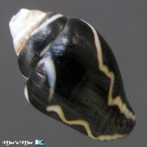 Pyrene ocellata (Link, 1807) - Imagem 2