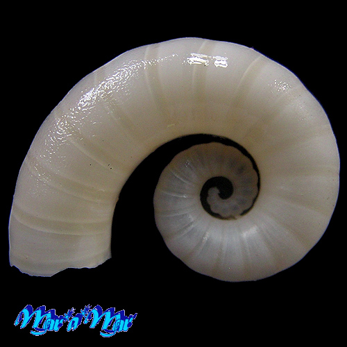 Spirula spirula (L., 1758)*