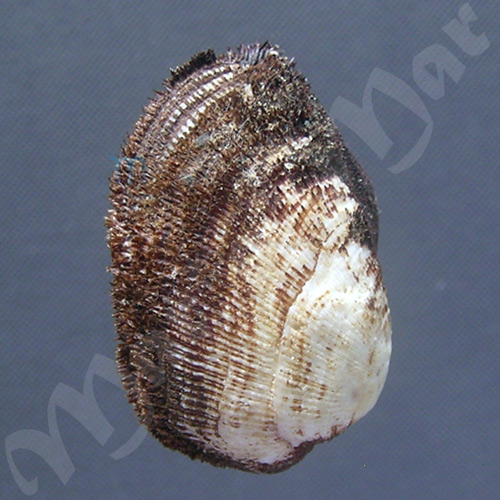 Barbatia candida (Helbling, 1779)