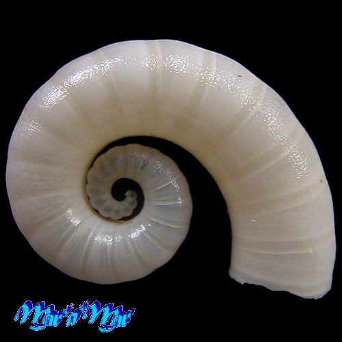 Alternative view of Spirula spirula (L., 1758)*