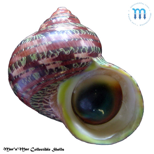 Turbo petholatus Linnaeus, 1758