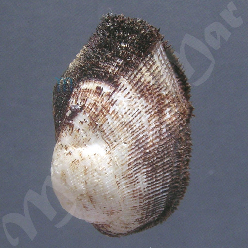 Barbatia candida (Helbling, 1779) - Imagem 2