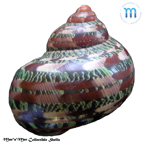 Turbo petholatus Linnaeus, 1758 - Imagem 2