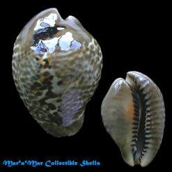 Cypraea mus donmoorei Sowerby, 1870