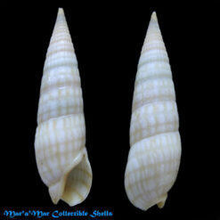 Terebra cerithina Lamarck, 1822