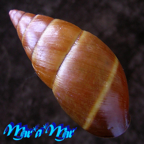 Thaumastus sp. - Imagem 2