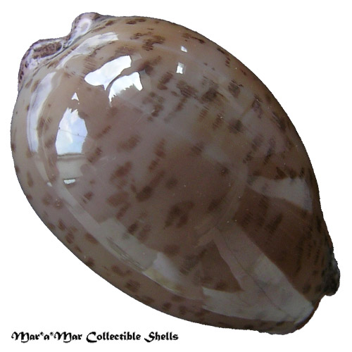 Cypraea (Luria) cinerea brasiliensis L. & H., 1993