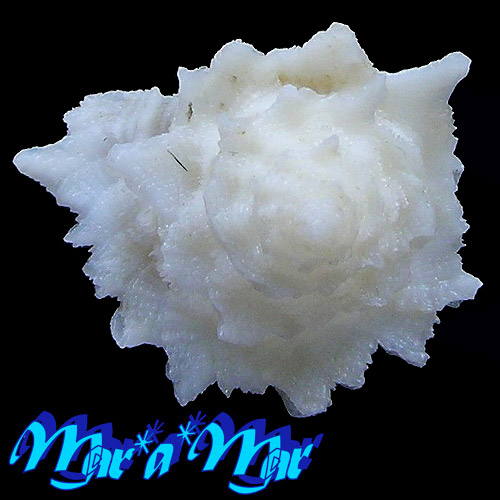 Babelomurex lischkeanus (Dunker, 1882) - Imagem 3