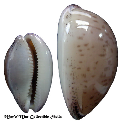 Cypraea (Luria) cinerea brasiliensis L. & H., 1993 - Imagem 2