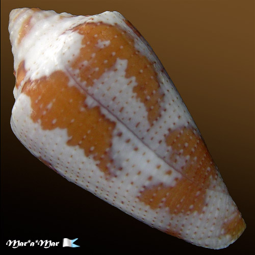 Conus (Tenorioconus) curassaviensis Hwass, 1792