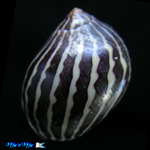 Neritina lagates Lamarck, 1822